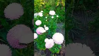 Свои семена надежнее всего ...#подпишись #дача #образование #flowers