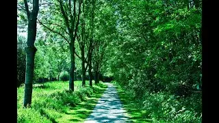 Summer Forest Birdsong