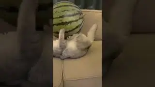 visit biili Ye Kya he #shorts #tiktok #biili #cat #catlover #BIILI