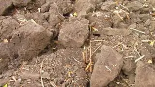 Сильная засуха.  Спасаю саженцы.