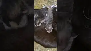 Кошка родила 5 котят
