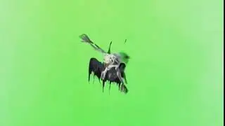 Футаж летучая мышь