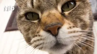 Смешные животные | Funny animals №6
