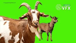 Goat Green Screen Video Effects Free Chroma Background