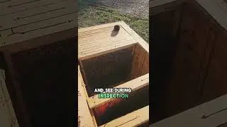 How to Check Your Beehive | Essential Beekeeping Skills