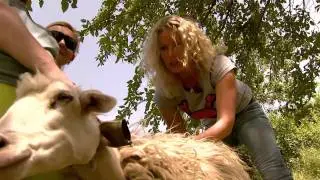 Grand daughter of Dolly the sheep
