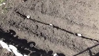 Картофель поздний ПИКАССО