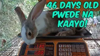 46 Days Old Pwede Na Katayin