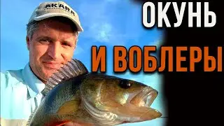 Окунь и воблеры, правильный выбор.