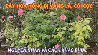 Cây hồng còi cọc, lá vàng nguyên nhân do đâu?