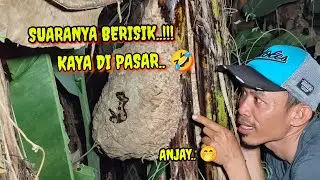 ASLI VESPA 2 TAK// SUARANYA BERISIK //TAWON VESPA AFFINIS LAGI BALAPAN