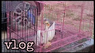 Bird Summer Vlog |