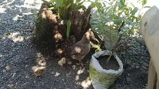 Tagalog na Inahin na may sisiw