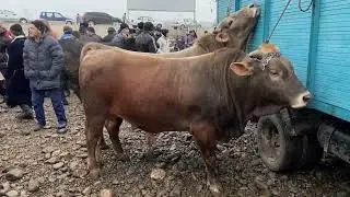 БУКАЧА ВА МОЛИ ФАРБЕХ МОЛБОЗОРИ ПАХТАОБОД