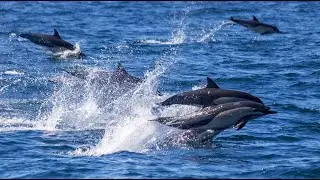 Safari with dolphins I Fishing in Maldives