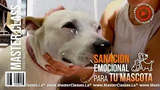 Sanación Emocional para Tu Mascota