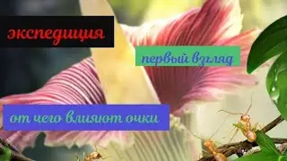 🐜🐜The ants underground kingdom экспедиция первое участие. разбираюсь что к чему.