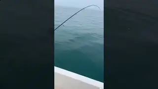 Огромная ставрида. Рыбалка в Сочи. #fishing #fish #рыба #fishingvideo