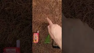 Samsung S24Ultra screen quality display. 