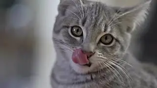 Котейки