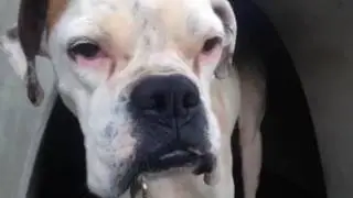 Vlog-  WE SAVED AN ABUSED DOG!