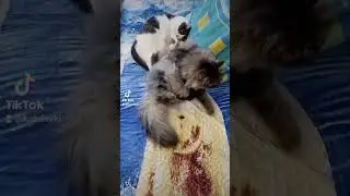 Две кошки и один кот# Как бабуся подойдет! 