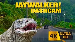 Unexpected Jaywalker Encounter #dashcam #khaolak2023 #thailand