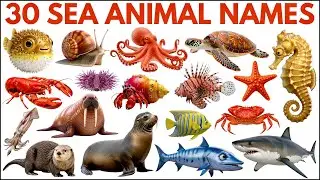 Sea Animals for Kids |  Learn 30 Ocean Animal names in English with Pictures and Sounds 