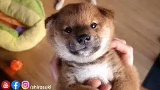 will you boop my snoot?