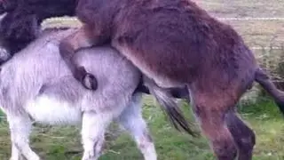 donkey meeting and enjoy#animol #donkey #anime #shortvideo #shortvideo #donkeykong