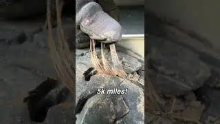 CHEAP TRAILER TIRE