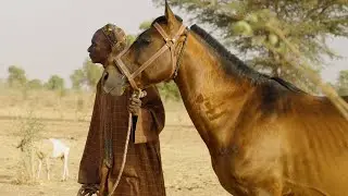Senegal’s nomadic people, horses and donkeys face challenges of climate change