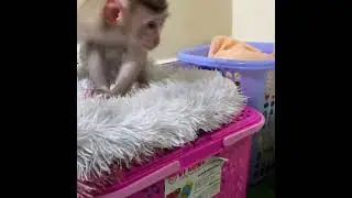 #Short