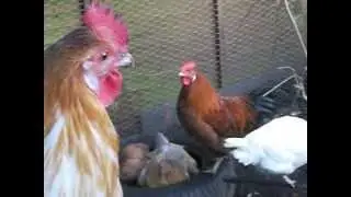 Young Chickens Crowing & socialising.