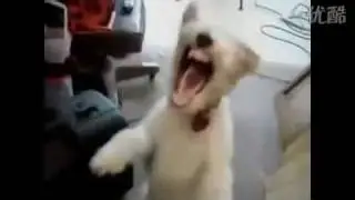 觸電的狗(爆笑)