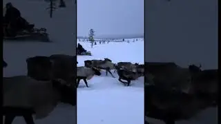 На встречу с оленями: Экспедиция по Ямалу на снегоходах!