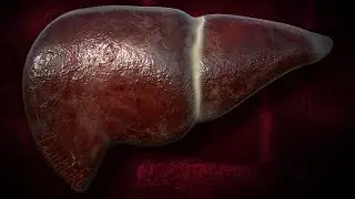 3D Liver pancreas and gallbladder speedpaint speed modelling : substance painter 2019 : Maya