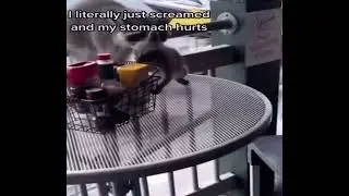 Racoon on the table 😭