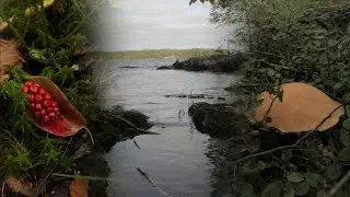 Сбор грибов на острове и необычное растение