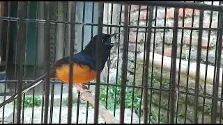 Murai batu semi gembung gacor