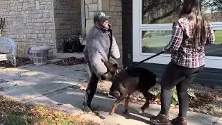 Family and Personal Protection Dog- Odyssey