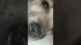 AY NAKO ISTORBO SA PAGTULOG - BIBOY the ASPIN BOY 🐶🦮#fyp #rescuedog #dog #aspin #dogsofyoutube