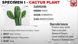2024 NECO BIOLOGY PRACTICAL