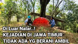 Di Luar Nalar..! Kejadian di Jawa Timur sampai tidak ada yang berani ngambil