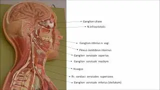 Otonom sinir sistemi-Sindirim sistemi işaretli