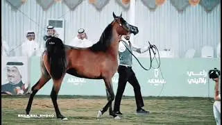 اجمل فرس في العالم  رقص خيل في استعراض خيل عربي اصيل #shorts #arabian_horse#خيل_العربي_الاصيل