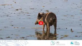 Animal Genetic Resources