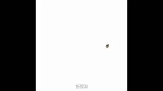 🎞 Bee loop 🐝 Simple frame by frame animation