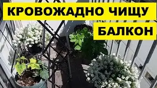КРОВОЖАДНО ЧИЩУ БАЛКОН