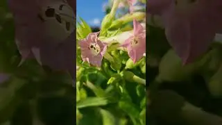 Коломенское Царицыно 